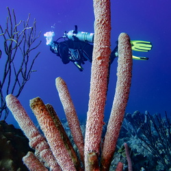 Bonaire 2019