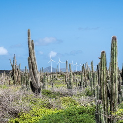 Bonaire 2017